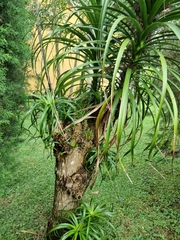 Beaucarnea recurvata