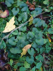 Viola