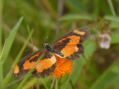 Acraea bonasia