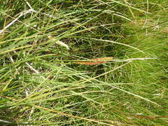 Carex rostrata