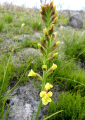 Tritoniopsis bicolor