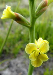 Tritoniopsis bicolor