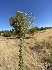 Heterotheca grandiflora