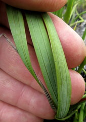 Tritoniopsis bicolor