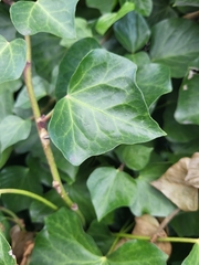 Hedera canariensis