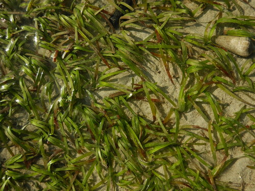 Cymodocea serrulata iNat (3)