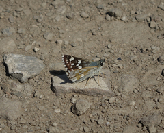 Muschampia cribrellum