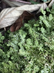 Selaginella apoda