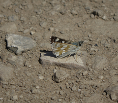 Muschampia cribrellum