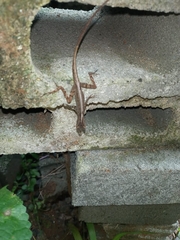 Anolis sagrei