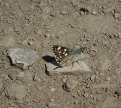 Muschampia cribrellum