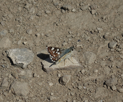 Muschampia cribrellum