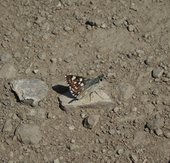 Muschampia cribrellum