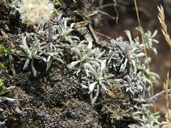 Antennaria dioica
