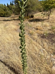 Heterotheca grandiflora