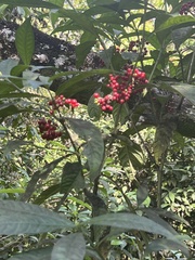 Psychotria tenuifolia