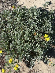 Camissoniopsis cheiranthifolia