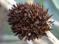Echinacea angustifolia
