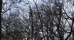 Meleagris gallopavo silvestris