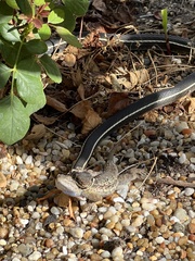 Masticophis lateralis lateralis