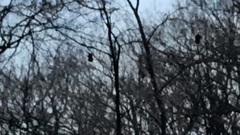 Meleagris gallopavo silvestris