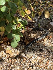 Masticophis lateralis lateralis