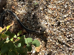 Masticophis lateralis lateralis