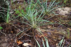 Yucca constricta