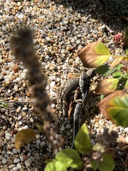 Masticophis lateralis lateralis