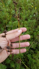 Cladium mariscoides