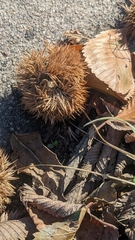 Castanea mollissima