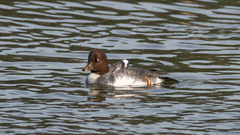 Bucephala