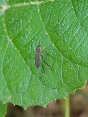 Dolichopodidae