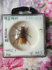 Vespa crabro
