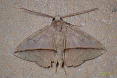 Ugia purpurea