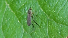 Dolichopodidae