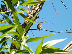 Myiophobus fasciatus