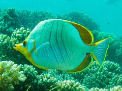 Chaetodon xanthocephalus