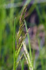Poa angustifolia