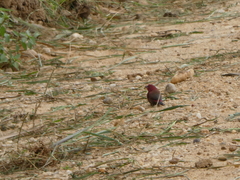 Lagonosticta rubricata