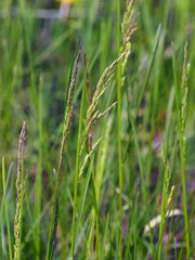 Poa angustifolia