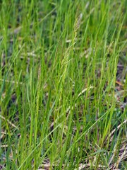 Poa angustifolia