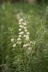 Erigeron bonariensis