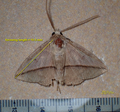 Ugia purpurea