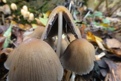 Micacei