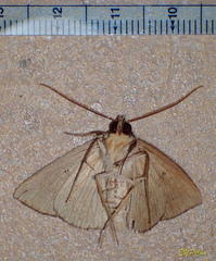 Ugia purpurea