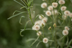 Erigeron bonariensis