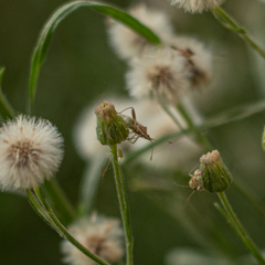 Coreoidea