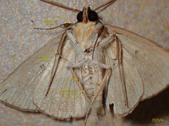 Ugia purpurea