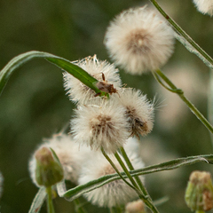 Coreoidea